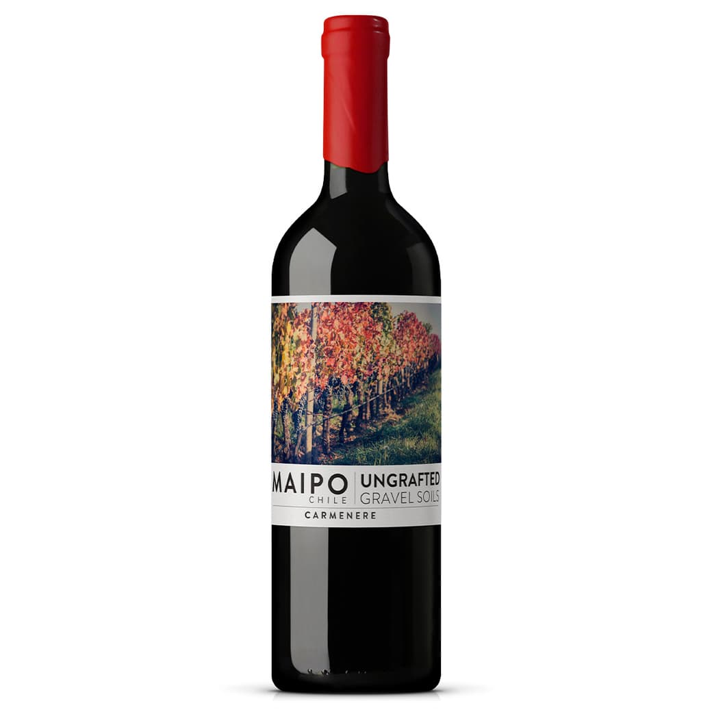 Vino De Martino Ungrafted Maipo Carmenere 750cc_1